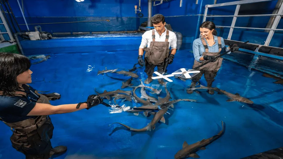 Dubai Aquarium &amp; Underwater Zoo &#8211; Shark Trainer Encounter - Image 1